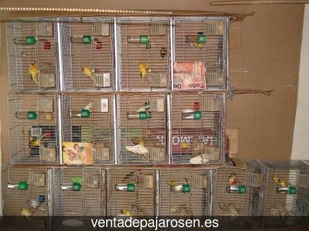 Cria de canarios en casa Pujerra?
